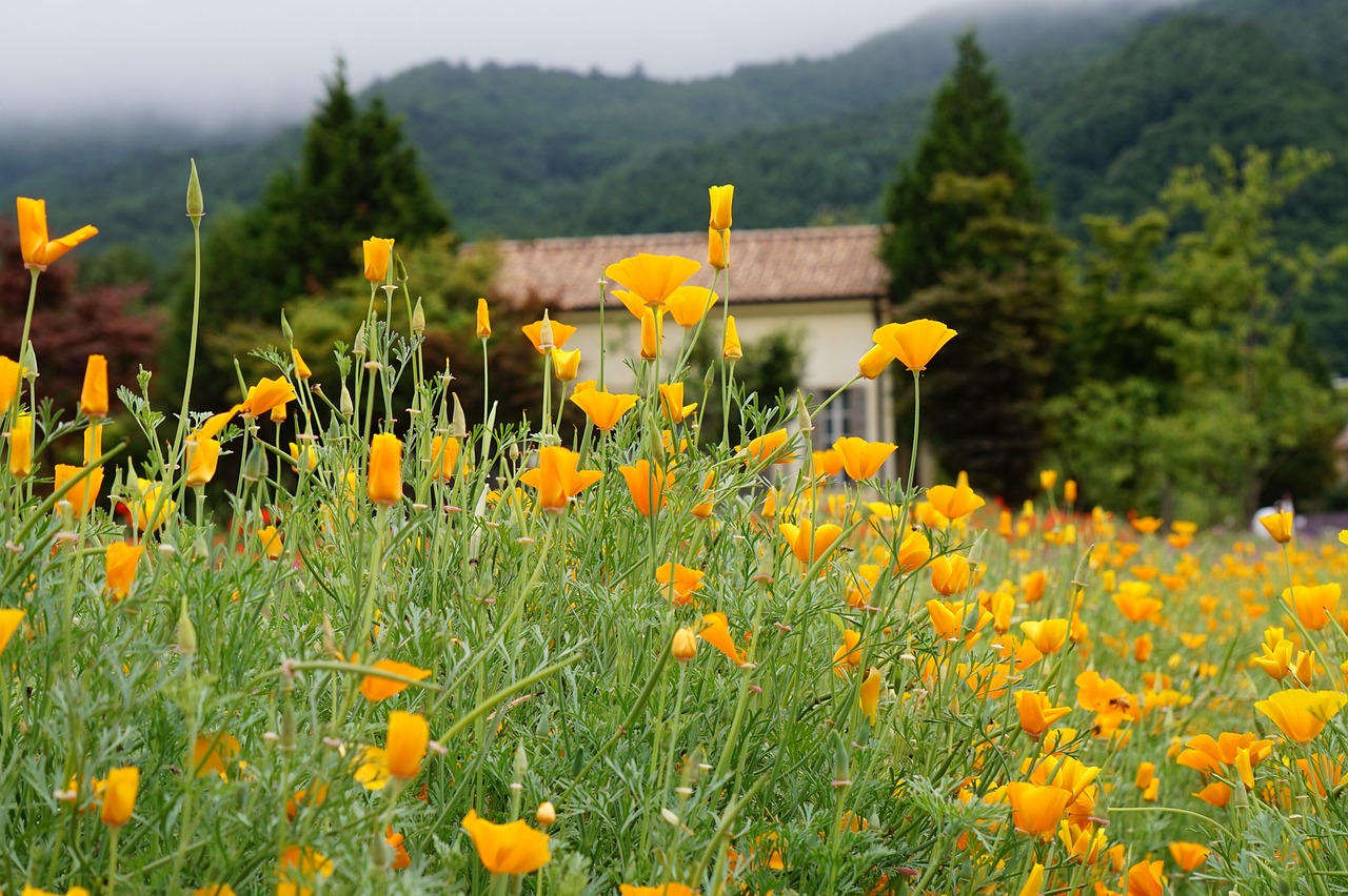 极信通信实名账号：皇家赞礼号app详情下载教程