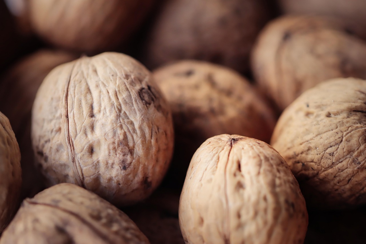 CG阔叶罗布图雪茄：0500项目规划app详情下载教程